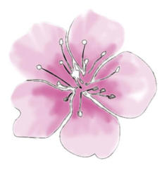 rosafarbene Kirschblüte